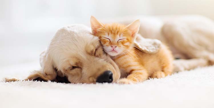 image of sleeping puppy and kitten
