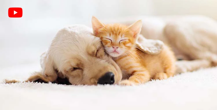 image of sleeping puppy and kitten